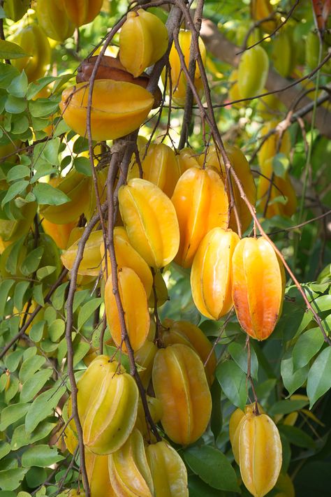 Fruit Tree Garden, Growing Fruit Trees, Star Fruit, Fruit Photography, Beautiful Fruits, Fruit Tree, Growing Fruit, Fruit Plants, Flowers Wallpaper