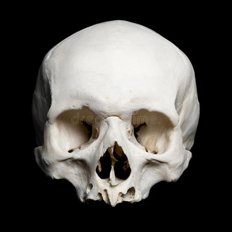 Upper Half of the Real Human Skull Stock Image - Image of medicine, face: 21484075 Real Human Skull, Human Skull, Black Background, Medicine, Google Search, Human, Black, Nature