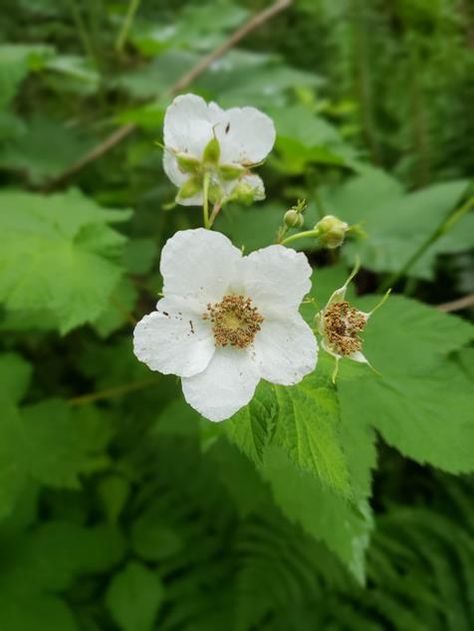 thimble-berry1 Thimble Berry, Doodle Tattoos, Edible Berries, Plan Bee, Wishlist 2022, Oregon Grape, Mock Orange, Berry Plants, Doodle Tattoo