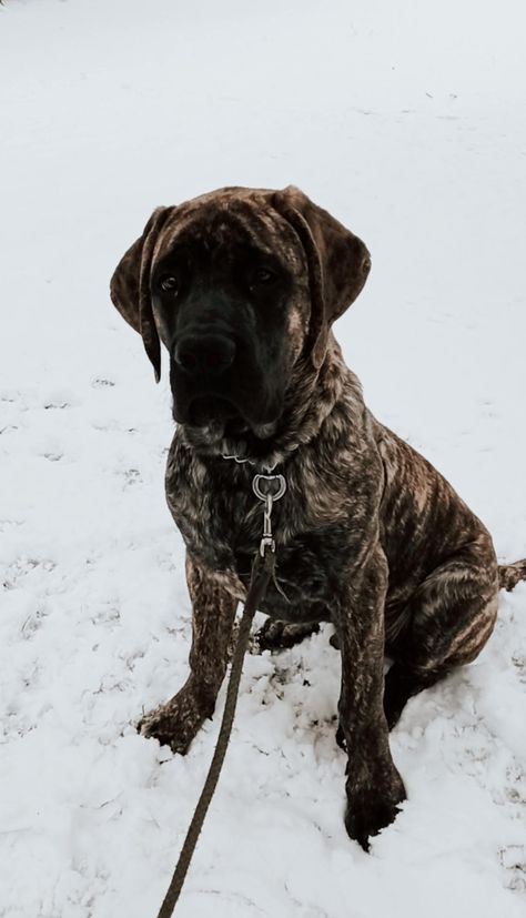 Beren, my 6 month old brindle English Mastiff 🤎 Brindle English Mastiff, English Mastiff, The Middle Ages, Canine Companions, Middle Ages, Dog Breeds, The Past