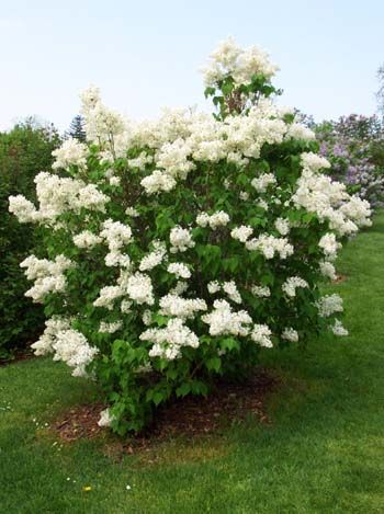 white lilac Lilac Pictures, White Lilac Tree, Bed Plants, Tree Transplanting, White Lilacs, Big Bush, California Lilac, Garden Renovation, Bushes And Shrubs