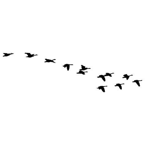 Geese Silhouette, Black Birds Flying, Bird Silhouette Tattoos, Goose Drawing, Goose Tattoo, Flying Bird Silhouette, Fly Drawing, Wild Geese, Flying Tattoo