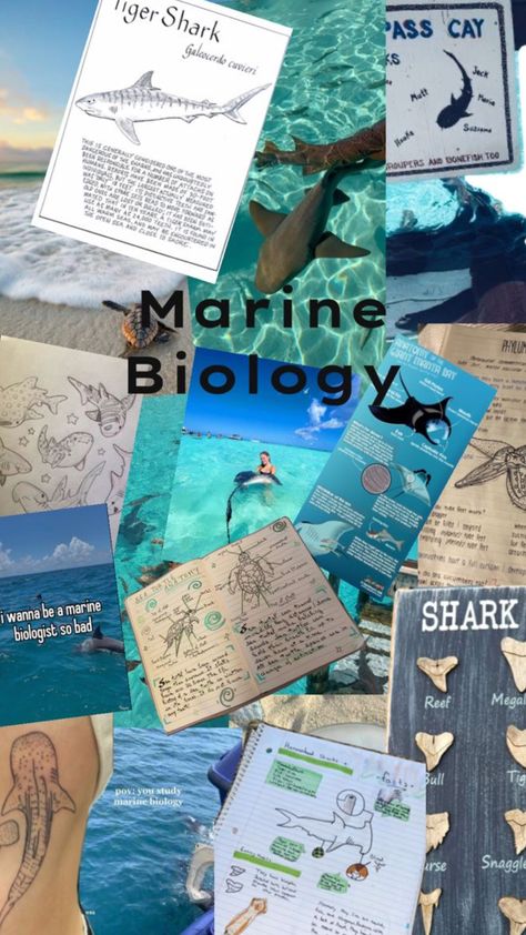 #marinebiologist Biology Wallpaper, Oceanography Marine Biology, Biology Drawing, A Phone Wallpaper, H2o Mermaids, Wildlife Biologist, Cute Summer Wallpapers, Shark Art, Biology Notes