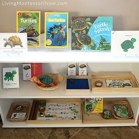 Turtle Activities, Montessori Shelves, Elementary Montessori, Preschool Montessori, Montessori Shelf, Montessori Teaching, Turtle Theme, Classroom Style, Montessori Lessons