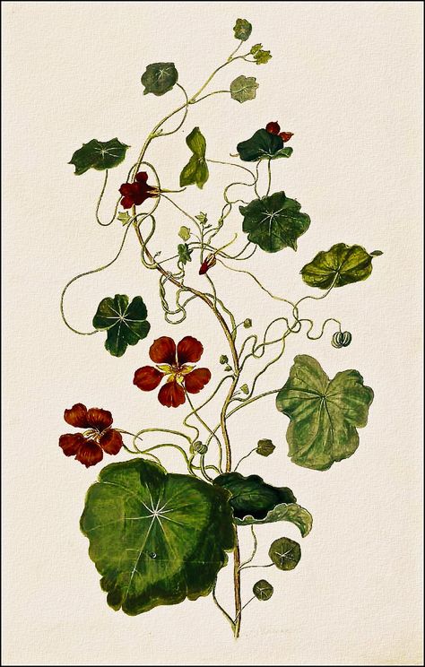 Tropaeolum Majus, Botanical Tattoo, Scientific Illustration, Amsterdam Netherlands, Botanical Drawings, Plant Illustration, Plant Art, Botanical Flowers, Vintage Botanical