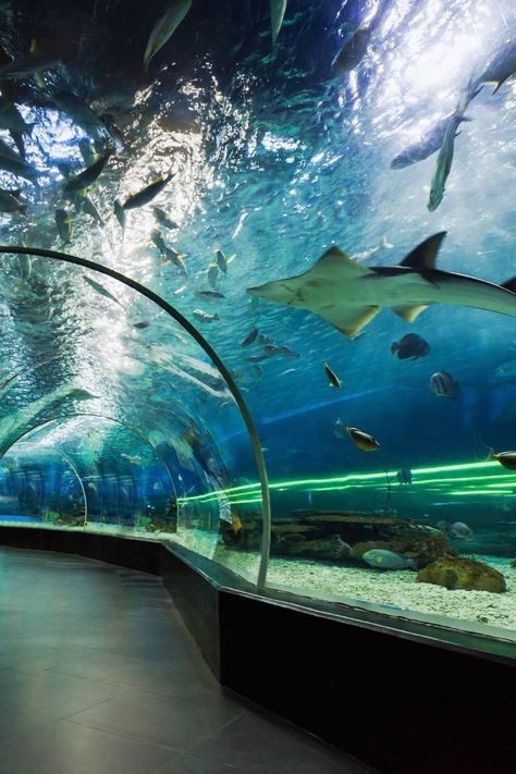 Dubai Underwater Aquarium, Food Creatures, Aquarium Photography, Underwater Aquarium, Places To Visit In Dubai, Zoo Tickets, Korean House, Zoo Aquarium, Dubai Aquarium