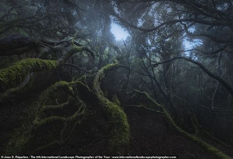 The winners of the International Landscape Photographer of the Year 2022 - which is YOUR favourite? | Daily Mail Online Yakushima, Dark Naturalism, Dark Fairy, The Fog, Hayao Miyazaki, Magical Forest, Dark Forest, Miyazaki, Nature Aesthetic