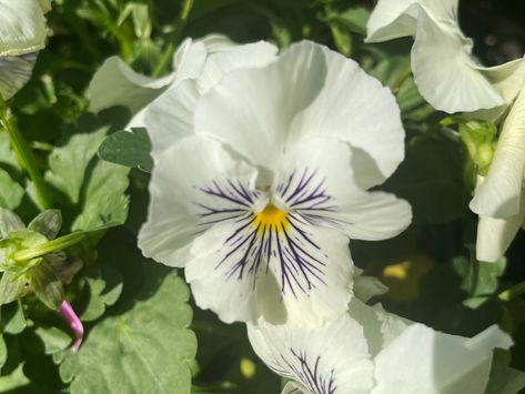 Cats Plus White Pansy (Viola x wittrockiana): A Pristine Addition to Your Garden Pansy 'Cats Plus White' or Cats Plus White Pansy, scientifically known as Viola Gravel Garden, Root Growth, Replant, Annual Plants, Outdoor Landscaping, Types Of Soil, Hanging Baskets, Flower Beds, Pansies