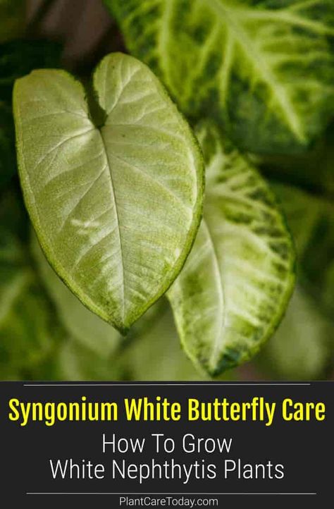 Syngonium White Butterfly has been the most popular arrowhead variety since the early 1980s. An upright, bushy, self-heading grower with arrow-shaped leaves, emerald green color, with mottled white leaves. White Butterfly Syngonium, White Butterfly Arrowhead Plant, White Butterfly Plant, Syngonium White Butterfly, Arrowhead Plant, Butterfly Plants, Poisonous Plants, Emerald Green Color, Growing Plants Indoors