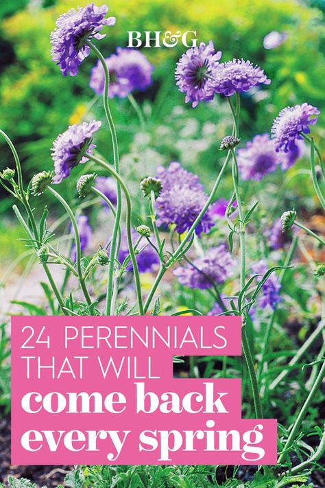 Pincushion Flower Garden, Purple Perennial Flowers, Longest Blooming Perennials, Scabiosa Flower, Plant Knowledge, Purple Perennials, Pincushion Flower, Blooming Perennials, Perennial Garden Plans