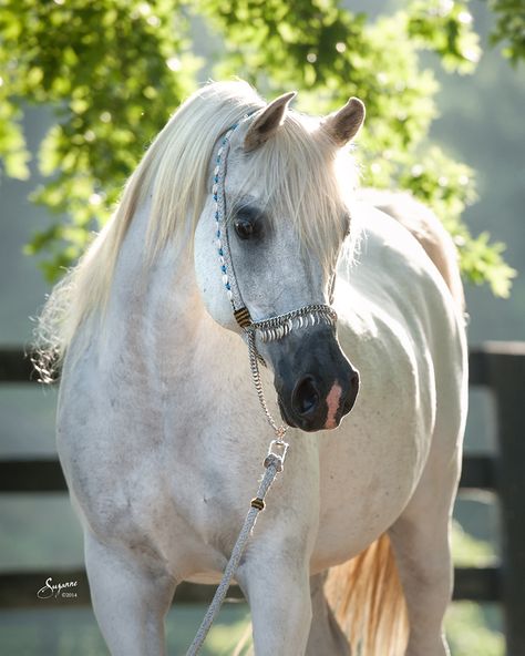 Felicity DH (Falcon BHF x RTA Phenomenon) 2001 grey mare - breeder unknown Arabic Horse, Arabian Horse Art, Horse Herd, Beautiful Horse Pictures, Beautiful Arabian Horses, Grey Shades, Majestic Horse, Arabian Horses, Majestic Animals