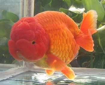 Fair Lights, Lionhead Goldfish, Yard Camping, Common Goldfish, Goldfish Types, Oranda Goldfish, Fantail Goldfish, Goldfish Aquarium, Goldfish Pond