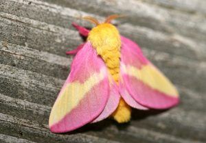 Rosy Maple Moth Facts, Habitat, Diet, Life Cycle, Baby, Pictures Venezuelan Poodle Moth, Moth Facts, Moth Photo, Silk Moths, Poodle Moth, Maple Moth, Pink Moth, Rosy Maple Moth, Moth Species