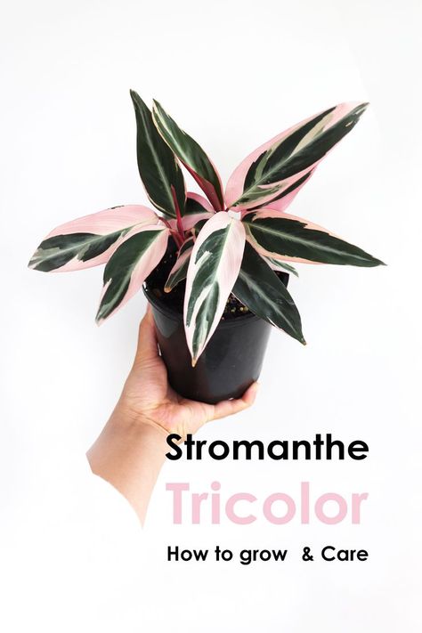 Stromanthe Sanguinea, Stromanthe Triostar, Popular Plants, Calathea Plant, Household Plants, Inside Plants, Indoor Plant Care, Pink Plant, Replant