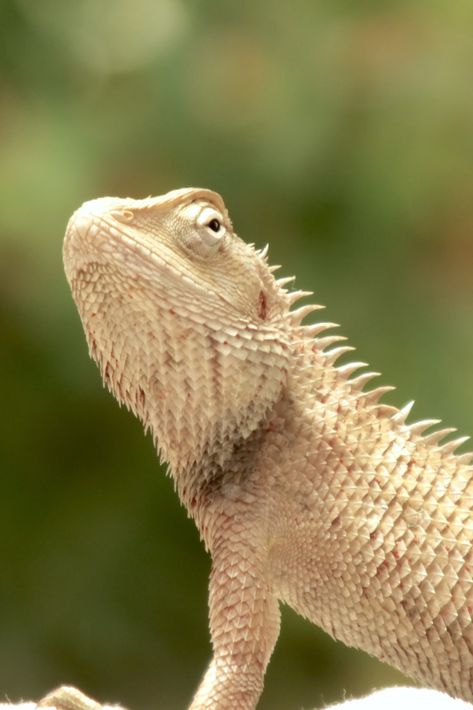 Wild animal photo Close Up Animals, Animal Close Up, Wild Animals Photos, Wild Photography, Wild Animal, Animal Photo, Reptiles, Animals Wild, Close Up