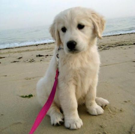 Daily Puppy Cream Retriever, English Cream, Positive Dog Training, Easiest Dogs To Train, Basic Dog Training, Golden Puppy, House Training Dogs, Dog Training Advice, Dog Training Techniques