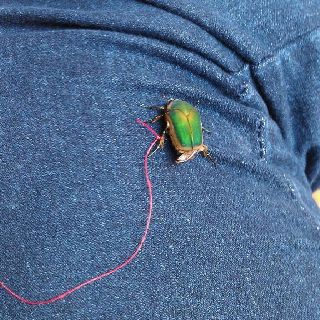 June bug...Grandpa would tie a thread to a June bug and hold on to it while it flew Another Part Of Me, Bug Tattoo, June Bug, Round Round, Bug Art, Summer Art, Art Fair, Country Life, Small Town