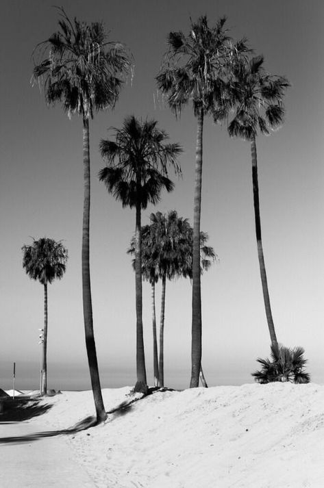 #summer #blackandwhite Desenio Posters, Black And White Photo Wall, Ocean Air, Shotting Photo, Black And White Tree, Gray Aesthetic, Photo Wall Collage, Black And White Aesthetic, Black White Photos