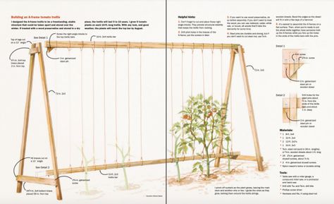 Trellis Tomatoes, Useful Diy Projects, Simple Greenhouse, Tomato Trellis, Eco Garden, Diy Trellis, Fine Gardening, Veg Garden, Tomato Garden