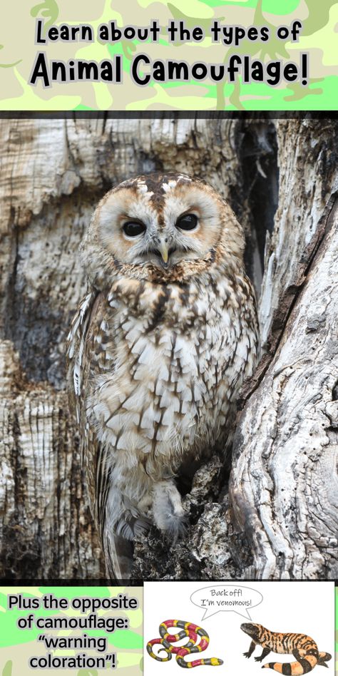 Animal Disguises: types of camouflage and coloration! Camouflage Butterfly Activity, Animal Camouflage Activities For Kids, Animal Science Experiments, Camouflage Activities, Camouflage Animals, Types Of Camouflage, Nature Learning, Science Lessons Elementary, Animal Lessons