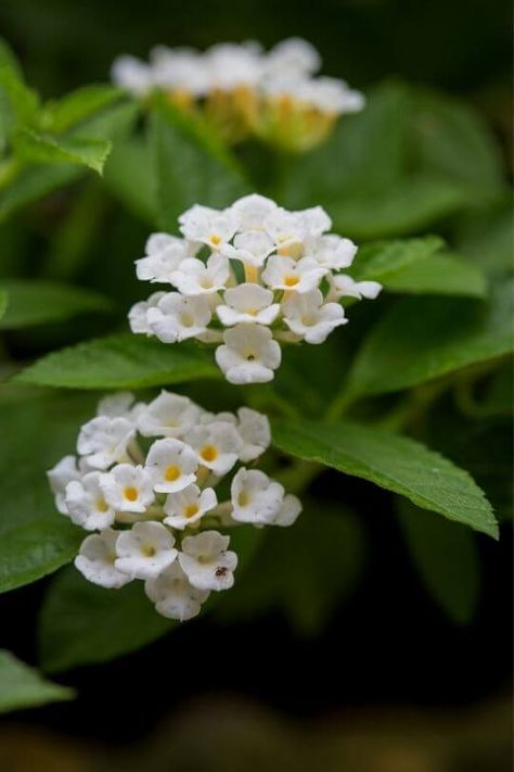 10 Of The Best Lantana Flower Varieties For Your Garden White Lantana, Silver Mound, Type Of Flowers, Lantana Flower, Lantana Plant, Lantana Camara, Lucky Peach, Flower Varieties, Fall Outdoor Decor