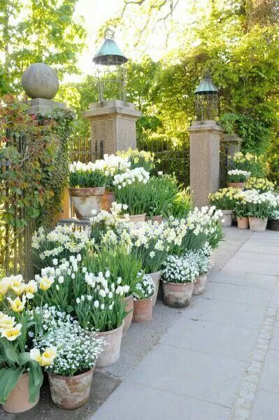 French Cottage Garden, Tanaman Pot, نباتات منزلية, Cottage Garden Design, Garden Containers, The Secret Garden, Small Pool, Pool Design, White Gardens