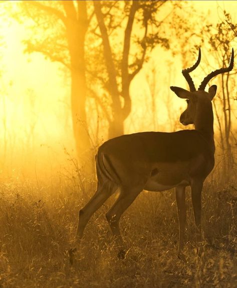 Impala Animal, Bbc Earth, Africa Wildlife, Wild And Free, Australian Shepherd, The Sunset, Wildlife Photography, Spirit Animal, Sea Life