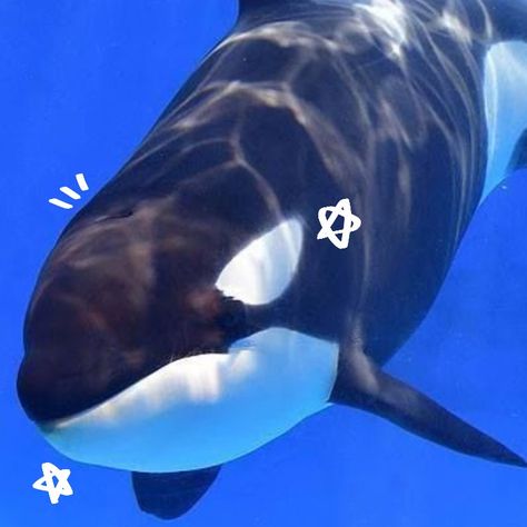 Orca Whales Aesthetic, Killer Whale Aesthetic, Whale Icon, Orca Whale, Beautiful Sea Creatures, Orca Whales, Cute Shark, Underwater Creatures, Cute Fish