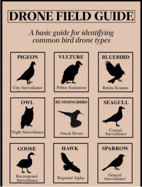 Common Birds, Stay Woke, Field Guide, The Birds, Spiritual Journey, Blue Bird, I Know, Birds, On Twitter