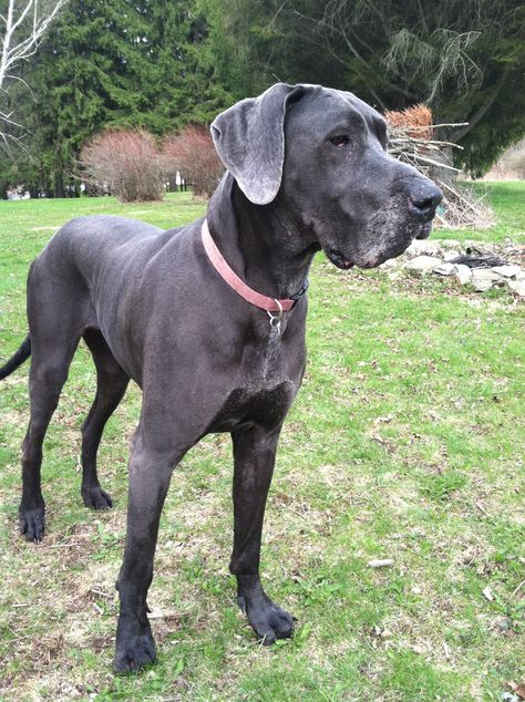 My Great Dane baby <3 Grey Great Dane, Great Dane Colors, Brindle Great Dane, Fawn Great Dane, Mantle Great Dane, Black Great Dane, Blue Great Dane, Merle Great Danes, Harlequin Great Dane