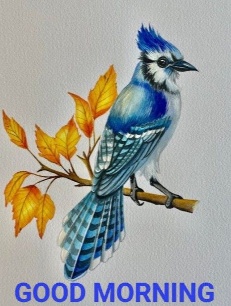 Bird Drawings Watercolor, Colorful Bird Drawing, Bluejay Watercolor, Watercolor Bluejay, Bluejay Drawing, Watercolor And Colored Pencil Art, Watercolor Birds Paintings, Bluejay Tattoo, Birds In Watercolor