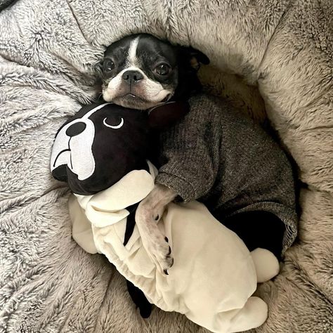 Cute Boston Terrier Puppies, Baby Boston Terriers, Boston Terrier Funny, Boston Terrier Puppy, Boston Terrier Love, Boston Terrier Dog, Super Cute Animals, Crazy Dog, Bulldog Puppies