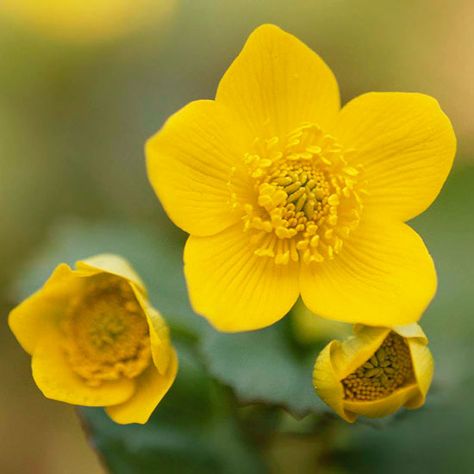 Wet Garden, Marigolds In Garden, Marsh Marigold, Bog Plants, Bog Garden, Plant Encyclopedia, Gardening Zones, Yellow Blossom, Pond Plants