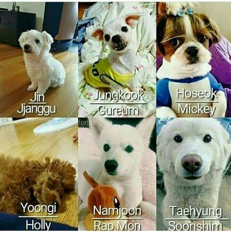 The name of the pet dogs of BTS! Korean Dog Names, Jimin's Dog, Bts Dogs, Blackpink And Bts, Bulletproof Boy Scouts, Bts Group, About Bts, Bts Members, Fan Fiction