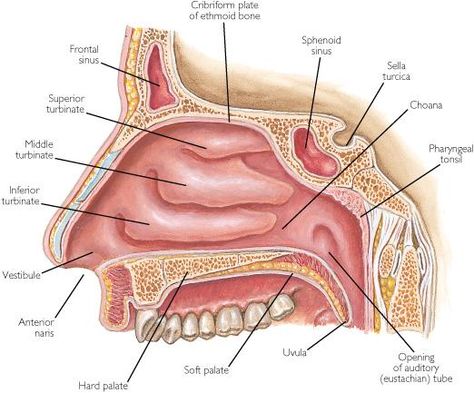 nasal vestibule Nose Diagram, Anatomi Dan Fisiologi, Respiratory System Anatomy, Paranasal Sinuses, Craniosacral Therapy, Nasal Cavity, Brain Anatomy, Human Anatomy And Physiology, Medical Anatomy