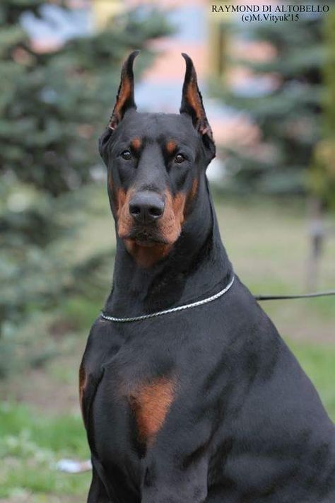 Raymond di Altobello Doberman Training, European Doberman, Doberman Puppies, Doberman Love, Doberman Pinscher Dog, Doberman Puppy, Dog Exercise, Doberman Dogs, Rottweiler Puppies