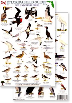 Backyard Birds Watching, Florida Birds, Shore Birds, Wildlife Rehabilitation, Bird Identification, Florida Water, Florida Art, Bird Book, Shorebirds