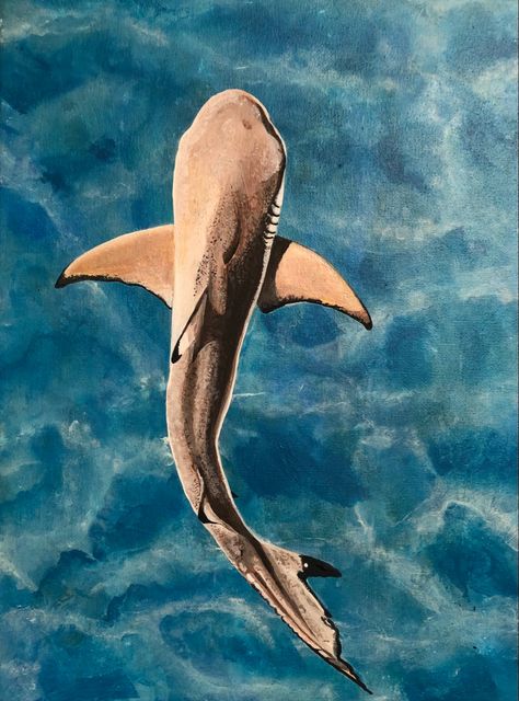 Acrylic painting 30x40cm Painting Ideas Marine Life, Easy Shark Painting On Canvas, Tiger Shark Painting, Watercolor Shark Paintings, Shark Painting Acrylic Easy, Stingray Painting Acrylic, Whale Shark Painting Acrylic, Cute Shark Painting, Sea Animal Paintings Easy