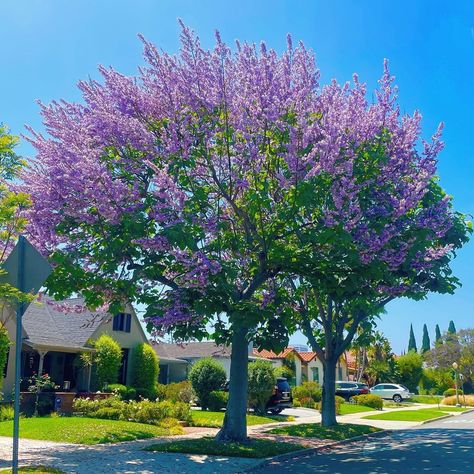 Trees Of LA | Not only are the Jacarandas blooming right now, so are the Empress trees! ( Paulownia tomentosa) These are much more rare in LA, but you… | Instagram Empress Tree, Tree Map, Taxus Baccata, Eastern Redbud, Elm Tree, Specimen Trees, Ornamental Trees, Aging Wood, Evergreen Trees