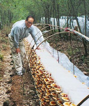 Growing Mushrooms At Home, Mushroom Cultivation, Garden Mushrooms, Garden Veggies, Greenhouse Gardening, Hydroponic Gardening, Veggie Garden, Growing Food, Edible Garden