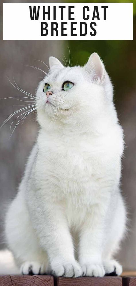 White Cat Breeds - The Most Popular White Cat Breeds And Their Care White Cats Aesthetic, Russian White Cat, White Cat Meme, White Cat Breeds, Aesthetic Cat Drawing, Botanical Tattoos, Kitten Breeds, Orange And White Cat, Animal Babies