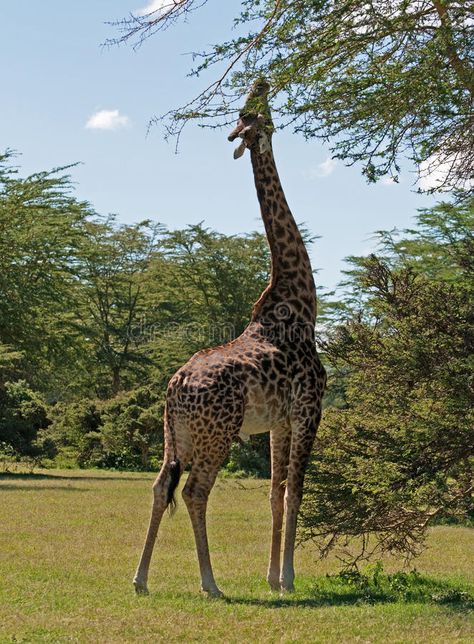 Giraffe feeding. A giraffe reaching to feed from a tree in the forest alongside , #Affiliate, #giraffe, #reaching, #Giraffe, #feeding, #feed #ad Giraffe Photography, Giraffe Feeding, A Giraffe, Giraffes, In The Forest, The Forest, A Tree, Stock Images Free, Landscape Photography