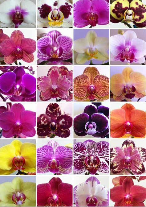 Orchid Images, Orchid Varieties, Peruvian Lilies, Types Of Orchids, Growing Orchids, Orchid Color, Phalaenopsis Orchid, Botanical Drawings, 3d Flowers