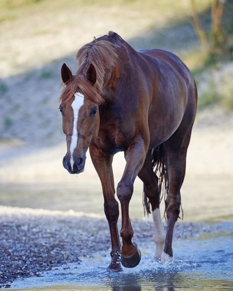 Walking Reference, Horse Walking, Kathiyawadi Horse, Chestnut Horses, Different Horse Breeds, Horse Riding Aesthetic, Horse Poses, Horse Reference, Horse Anatomy