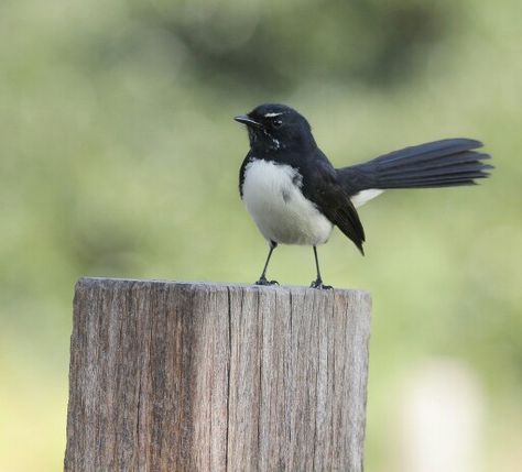 Wagtail Tattoo, Willy Wagtail, Farm Mural, Real Birds, Birds Of Australia, Nature Tattoo, Australia Vacation, Family Photo Wall, Colour Painting