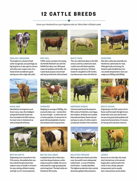 Cattle Breeds, Meat Cow Breeds, Dairy Cow Breeds, Breeds Of Cattle Poster, Raising Beef Cattle Small Farm, Cow Meat, Heritage Breeds Livestock, Types Of Cows, Beef Cow