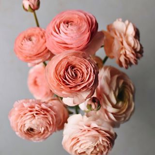 Ranunculus Centerpiece, 21st Birthday Celebration, She's A Wildflower, Ranunculus Wedding, Peach Ranunculus, Ranunculus Bouquet, Coffee Filter Flowers, White Ranunculus, Ranunculus