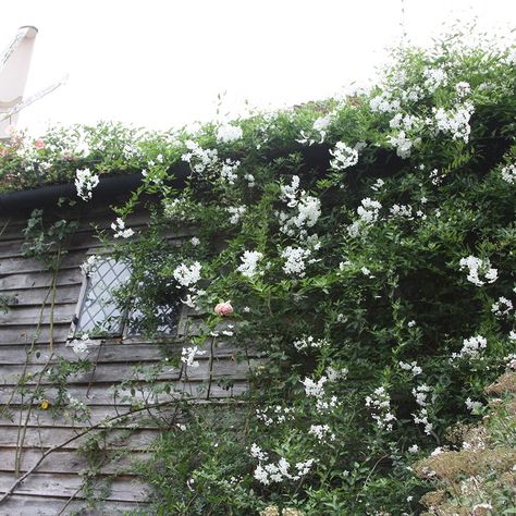 Solanum jasminoides (potato vine?) Climbing Hydrangea Vine, Hydrangea Vine, Deer Proof Plants, Desert Gardening, Hydrangea Petiolaris, Roof Gardens, Evergreen Vines, Growing Vines, Climbing Hydrangea