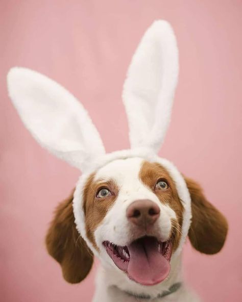 Easter Dog Photoshoot, Roxy Photoshoot, Dog Easter Pictures, Diy Easter Photoshoot, Easter Pet Photos, Dog Easter, Animal Photoshoot, Easter Photography, Easter Photoshoot