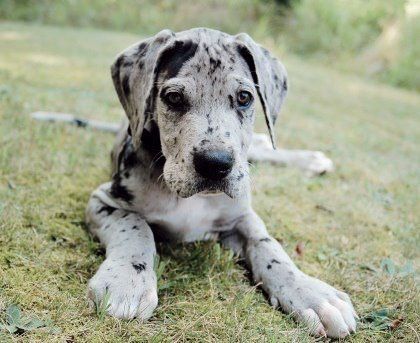 Merle Great Danes, Big Dog Clothes, Dane Puppies, Great Dane Puppy, Dane Dog, Great Dane Dogs, Puppy Photos, Rhodesian Ridgeback, Blue Heeler